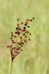 Grassleaf rush